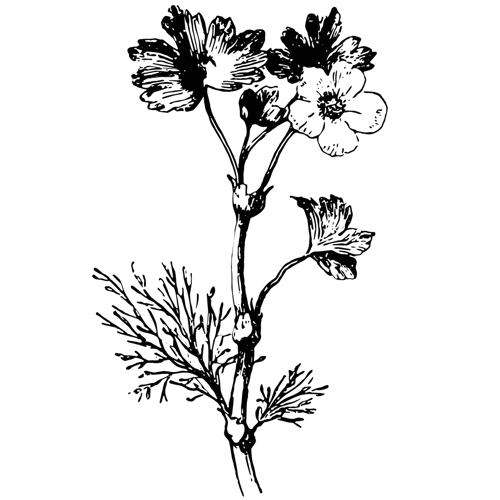 Fleurs séchées Fleurs séchées