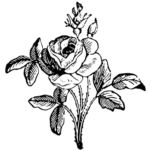 Fleurs toucher réel Fleurs toucher réel