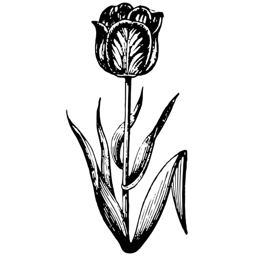 Fleurs fraîches Fleurs fraîches